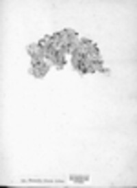 Parmelina tiliacea image